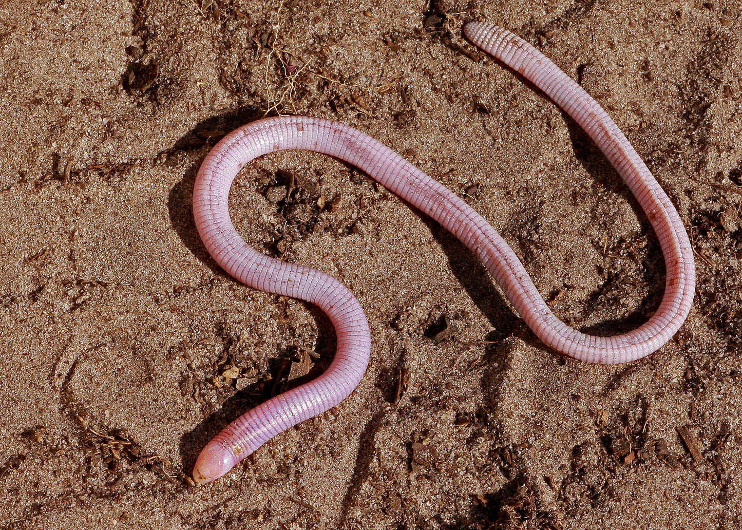 Pink Worms NO SHIPPING