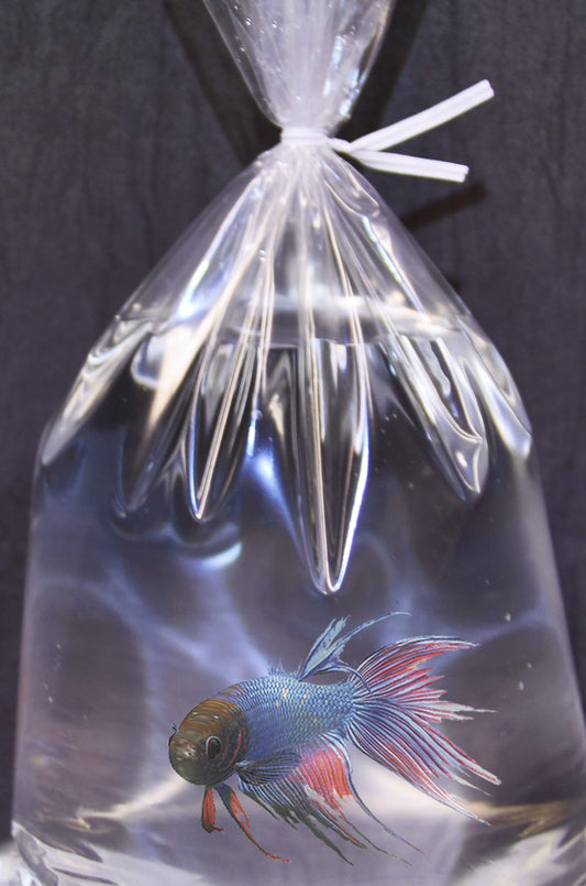 Fish Day Bagging Fee