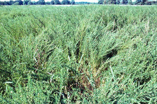 50lb Sericea Lespedeza Hulled