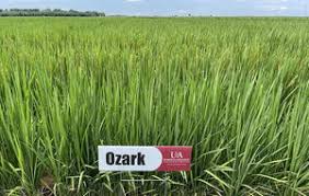 50lb Ozark Certified Rice