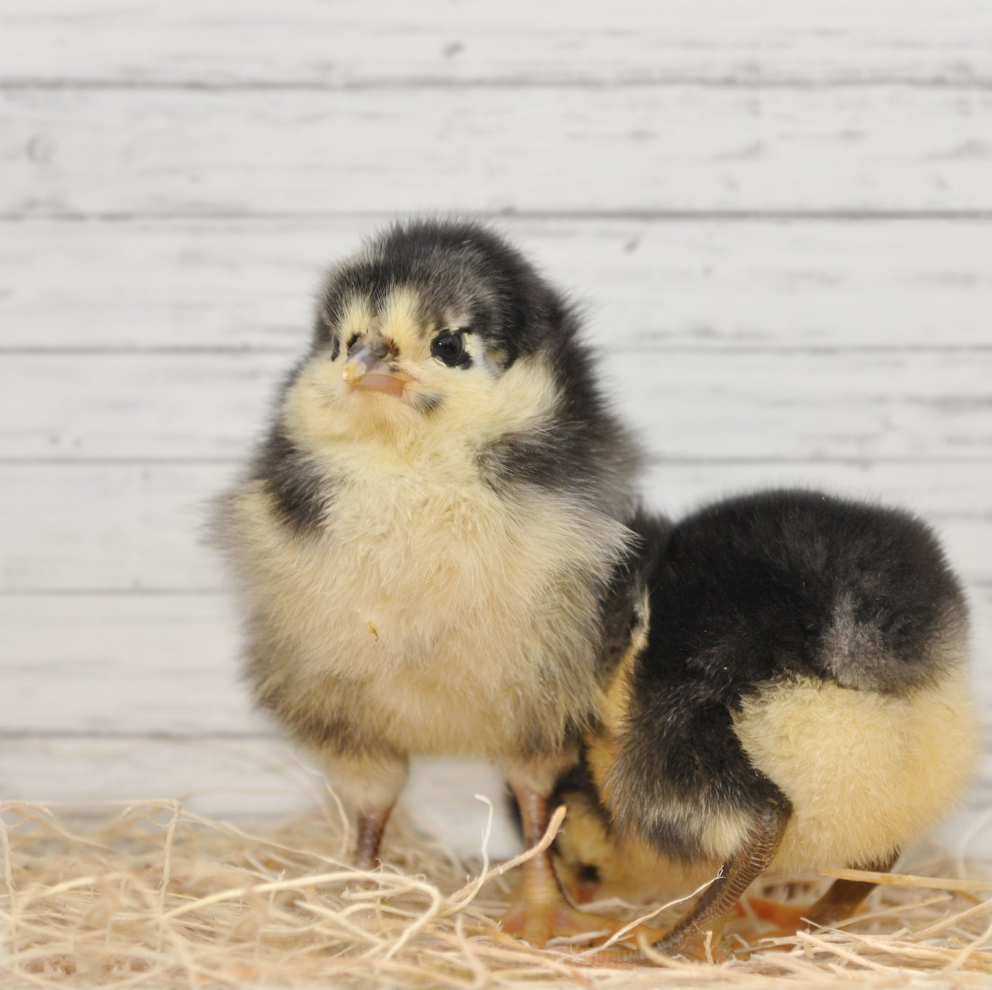 Black Australorp Rooster Chick