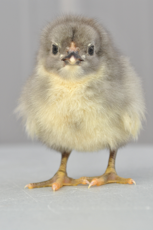 Splash Jersey Giant Chick