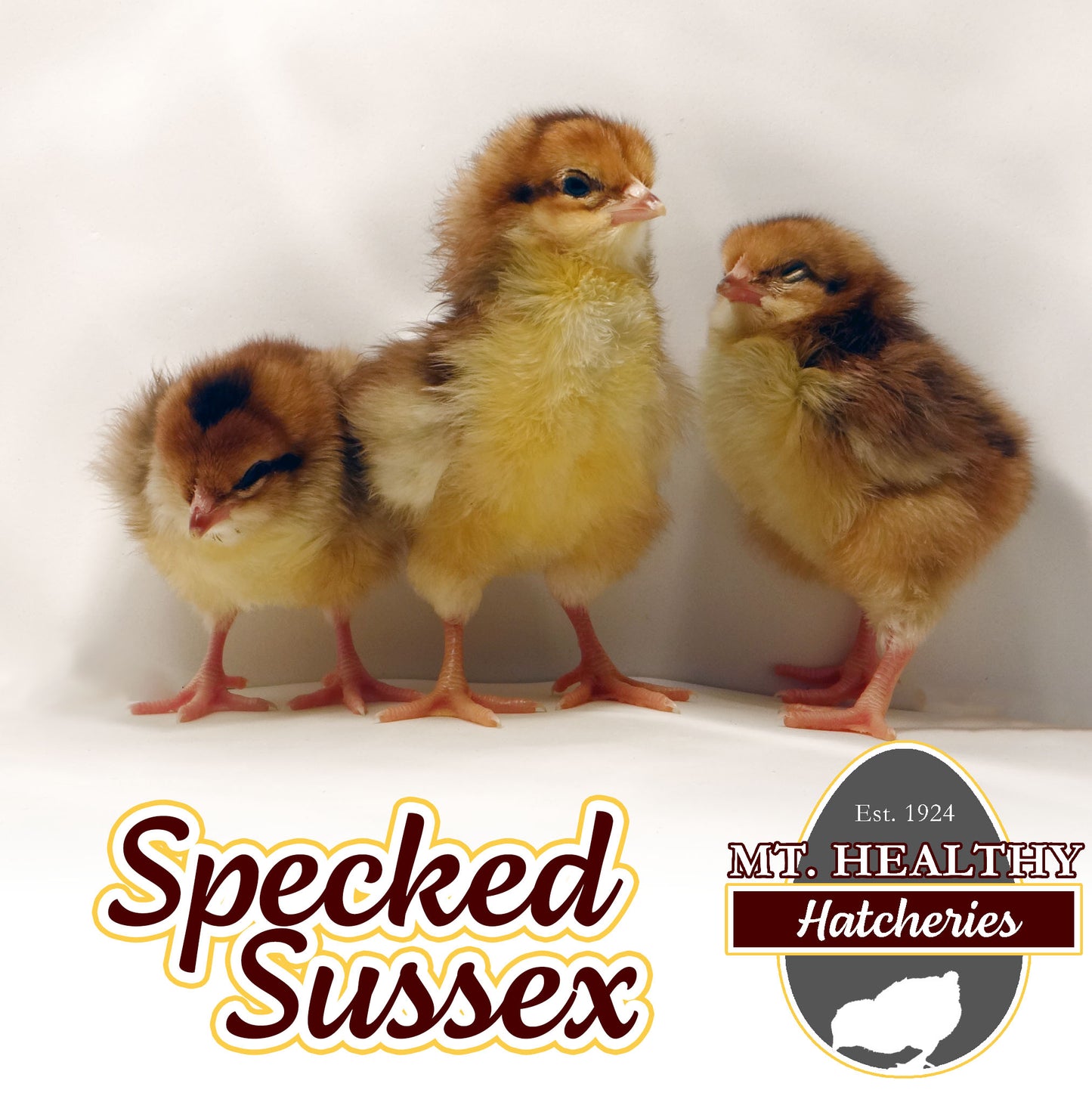 Speckled Sussex Chick