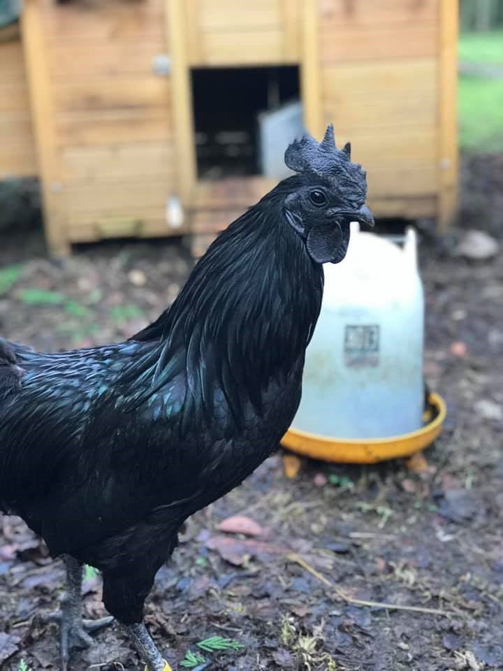 Ayam Cemani Pullet