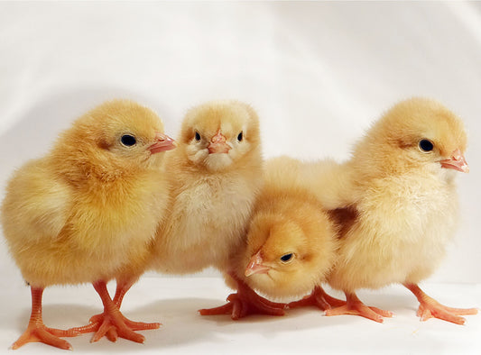 Buff Orpington Rooster
