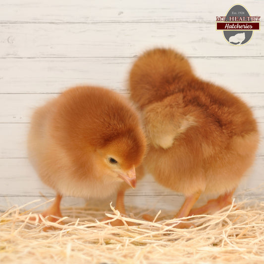 Rhode Island Red Chick Rooster