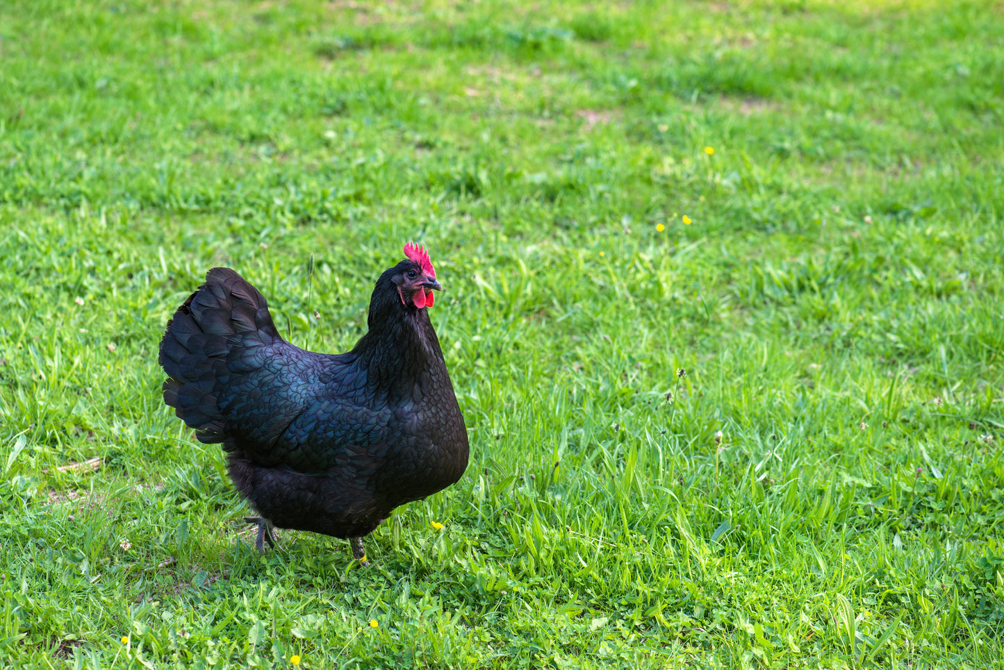 Black Australorp Rooster Chick