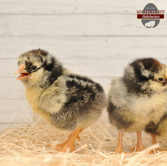 Silver Laced Wyandotte Chick