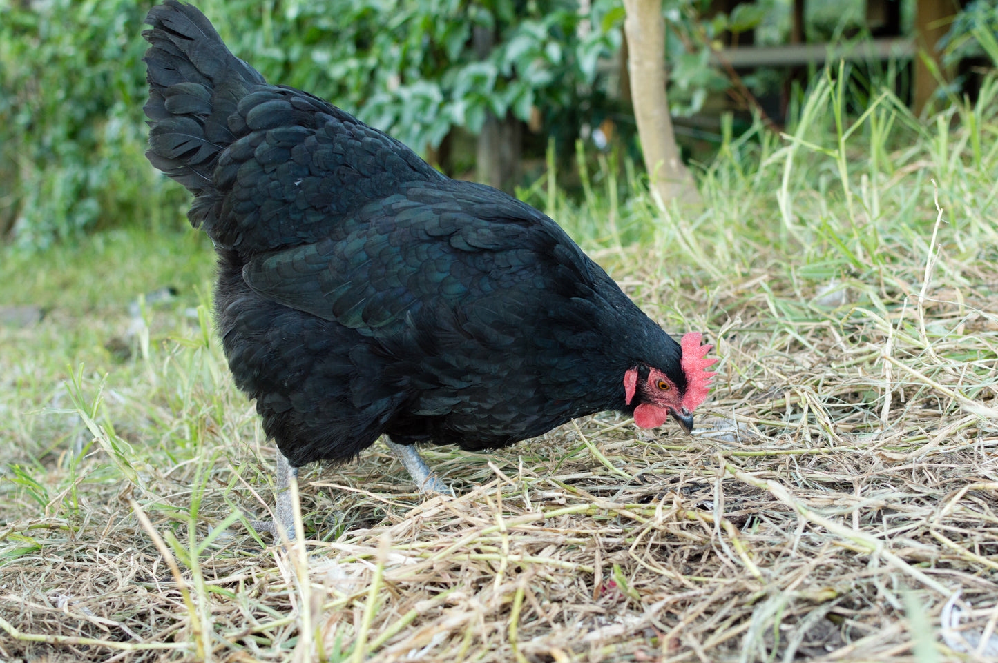 Black Australorp Rooster Chick