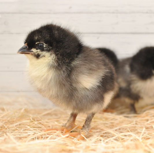 Black Copper Maran Rooster
