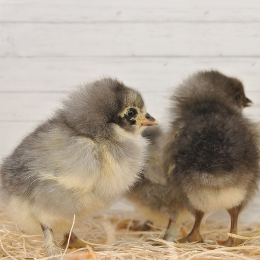 Blue Copper Maran Chick