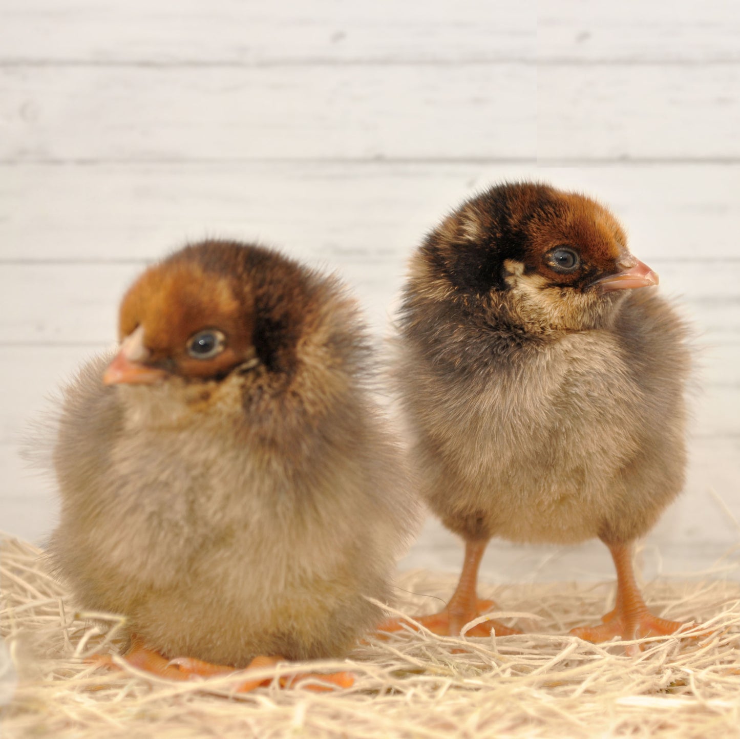 Blue Laced Red Wyandotte Chick