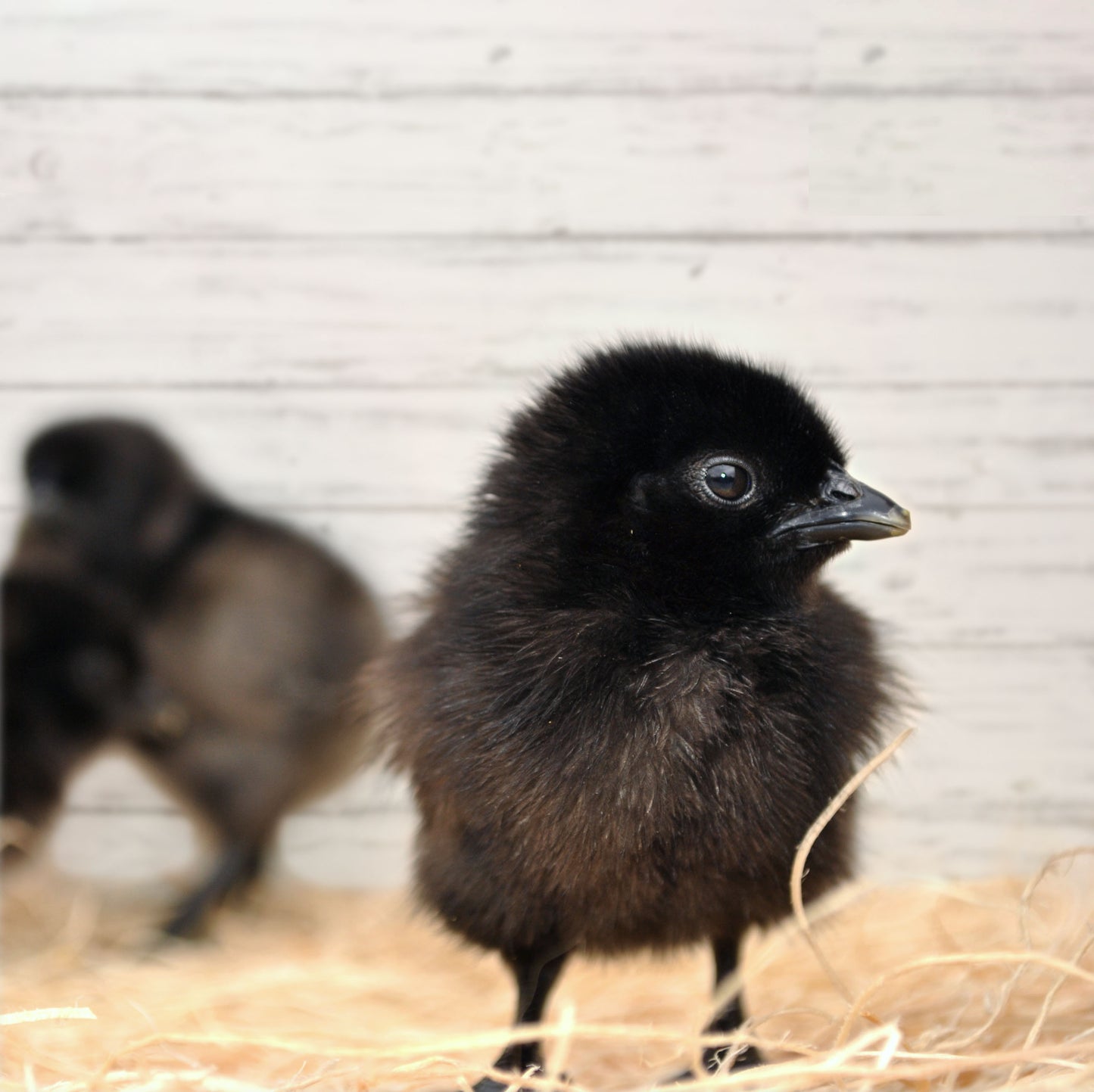 Ayam Cemani Pullet