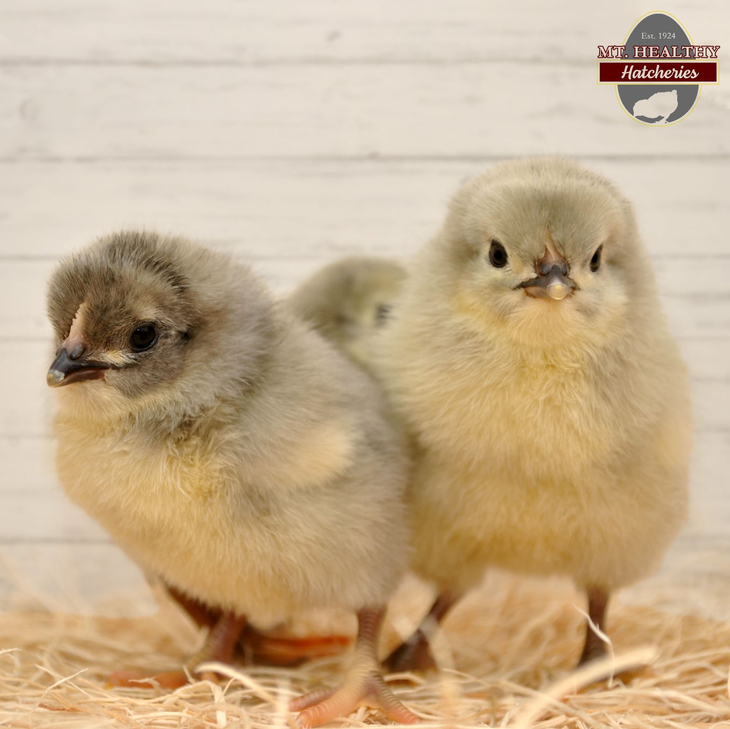 Lavender Orpington Chick Rooster