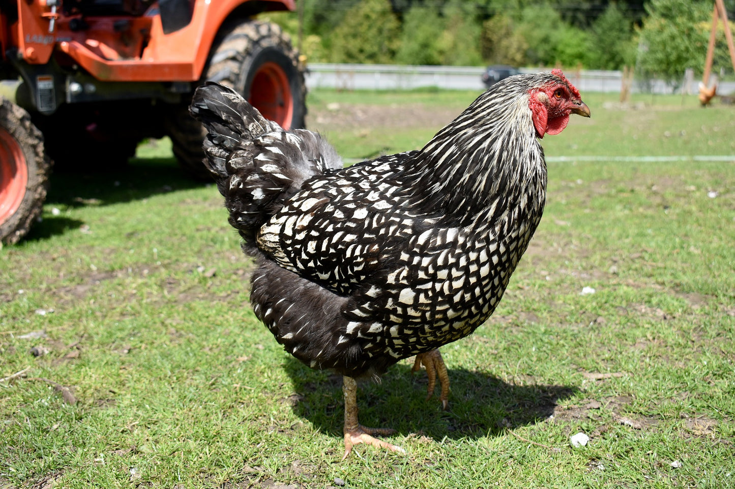 Silver Laced Wyandotte Chick