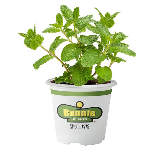 Plant Cup Flower 5''