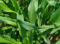 Tifleaf III Hybrid Pearl millet 50lb