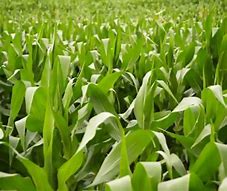 Athen's Dwarf Corn (Roundup Ready)