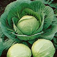 1OZ ROUND DUTCH CABBAGE