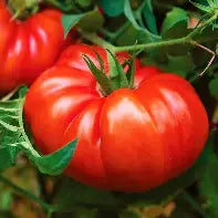 Beefsteak Tomato