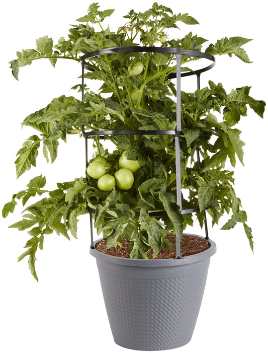 11" Pot/Cage Plant/Hanging Basket
