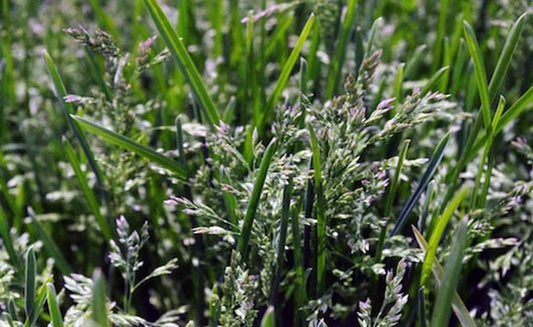 50lb Isabella Kentucky Bluegrass Seed