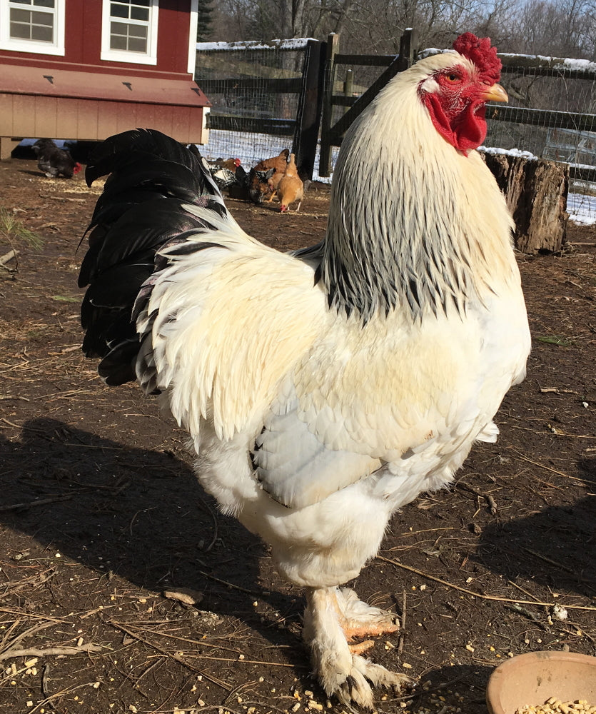 Light Brahma Chickens, Poultry for Sale