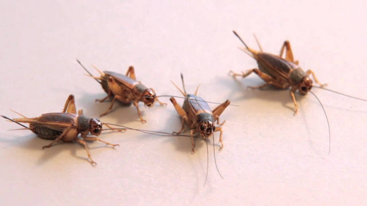 Live Tube of Crickets