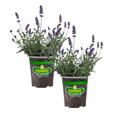 Plant Cup Herb 5''
