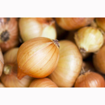 6ct SHALLOT BULBS