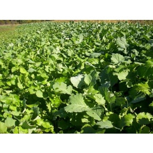 50LB TROPHY RAPE SEED