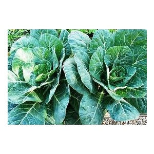Georgia Collard Seeds