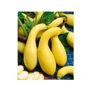 Crookneck Squash Seeds