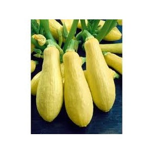 Straightneck Squash Seeds