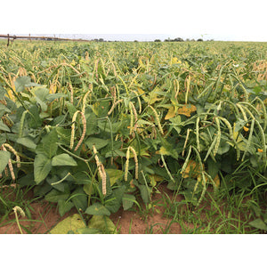 Zipper Cream Pea Seeds