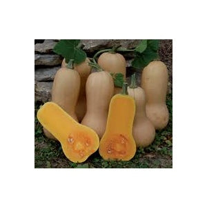 Butternut Squash Seeds