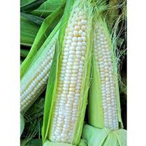 Silver King Sweet Corn Seeds