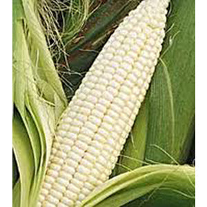 Silver Queen Sweet Corn Seeds