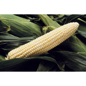 Sweet G-90 Corn Seeds