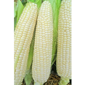 Truckers Favorite White Corn Seeds