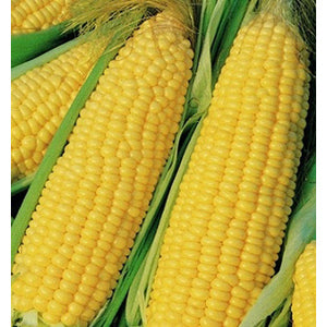 Truckers Favorite Yellow Corn Seeds