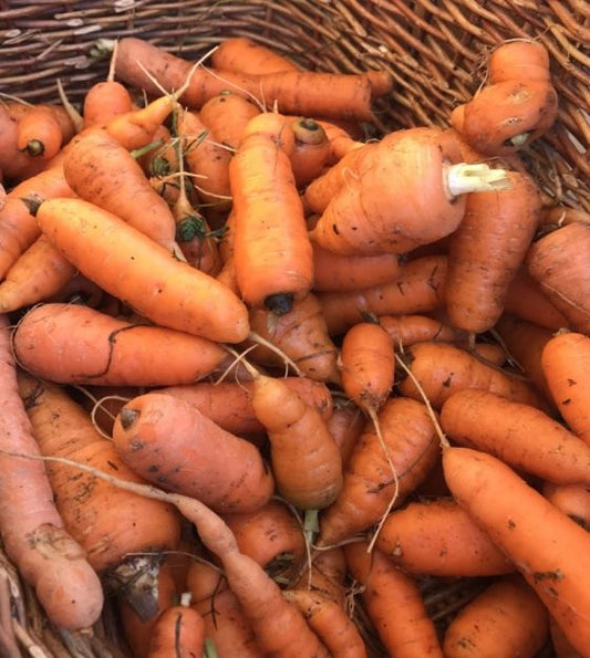 Chantenay Carrot Seeds