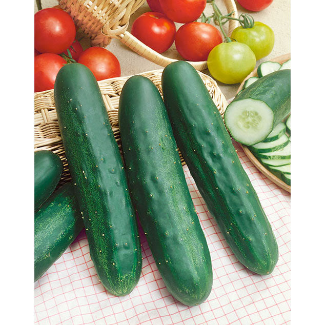 Long Green Cucumber Seeds