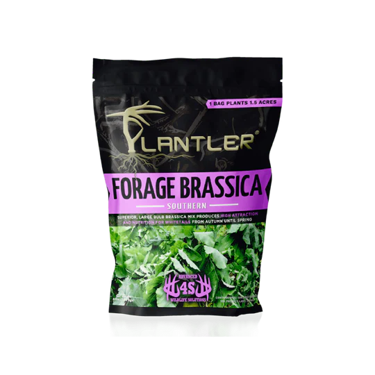 Planter Forage Brassica 8lb