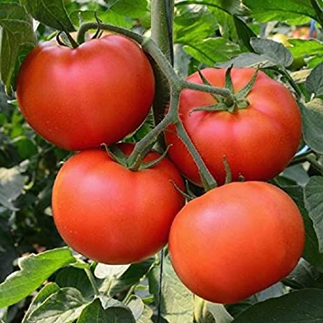 Homestead Tomato Seeds