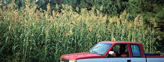 EGYPTIAN WHEAT SEED 50 lbs