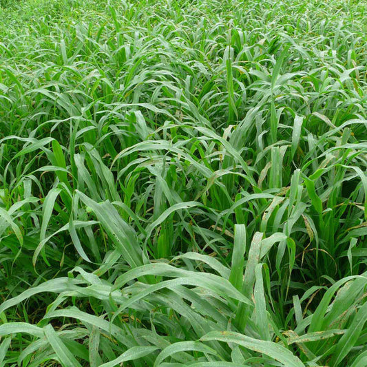 PLANTING OATS 50 lbs