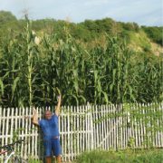 Hickory King Corn Seeds