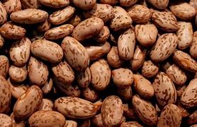 Pinto Bean Seed