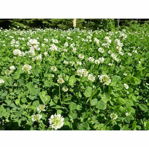 WHITE DUTCH CLOVER 5lbs